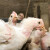 Usmrtiće 216.000 brojlera - raste broj farmi zaraženih ptičjim gripom u Holandiji