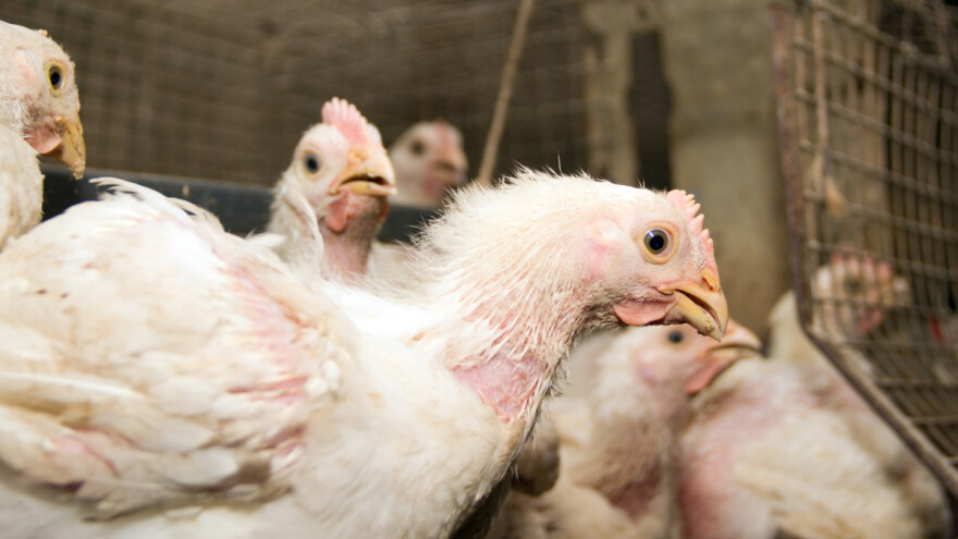 Očekuju ih kazne ako hvataju piliće za noge - nova pravila u Nizozemskoj