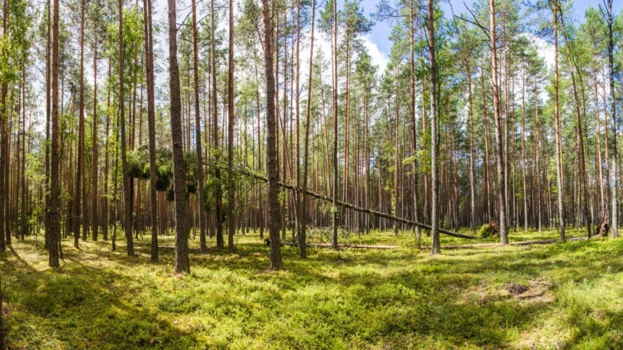Kako njegovati šume?