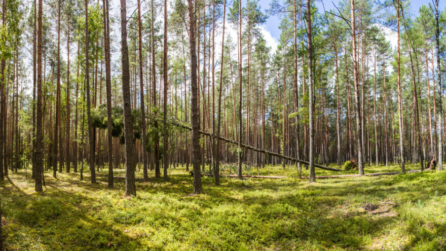 Kako negovati šume?
