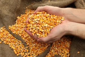 Kukuruz - 17,15 din/kg bez PDV-a, pšenicom se nije trgovalo