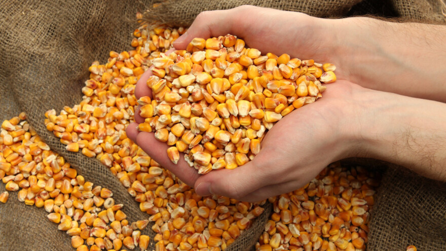 Kukuruz - 17,15 din/kg bez PDV-a, pšenicom se nije trgovalo