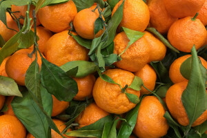 Porasla proizvodnja mandarina u BiH