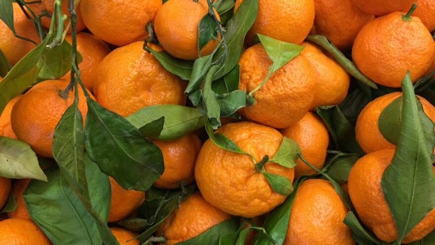 Porasla proizvodnja mandarina u BiH