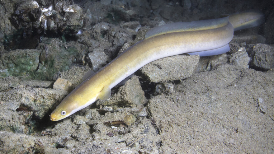 Lovostaj jegulje i u 2021. godini