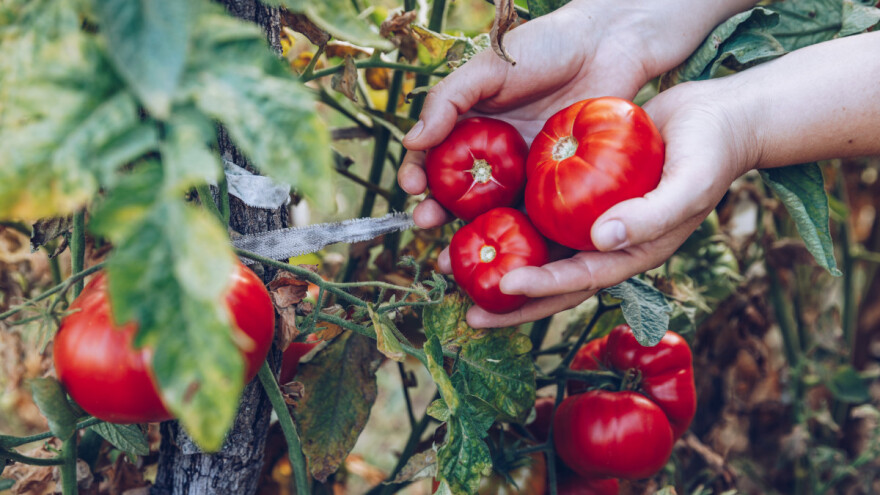 Šta je sorta, a šta hibrid?