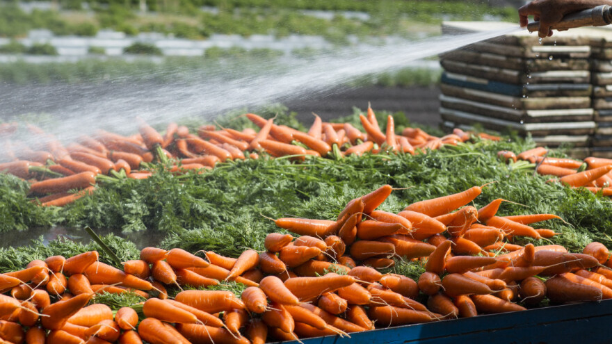 Zabranjen uvoz više od 18 tona svježe mrkve