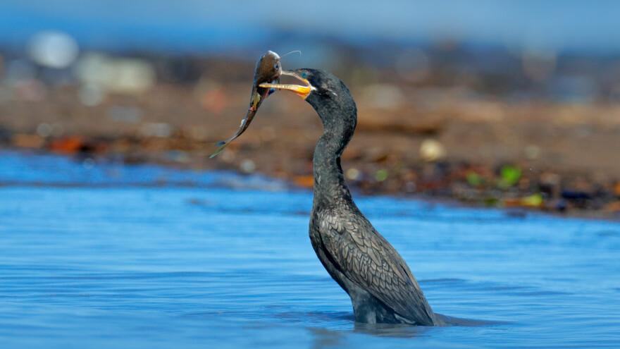Kormorani i čaplje nanose veliku štetu ribnjacima - šta je rešenje?