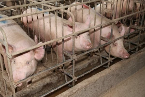 Slabija ponuda prasadi do 15 kg, dominantna cena teladi - 660 din/kg