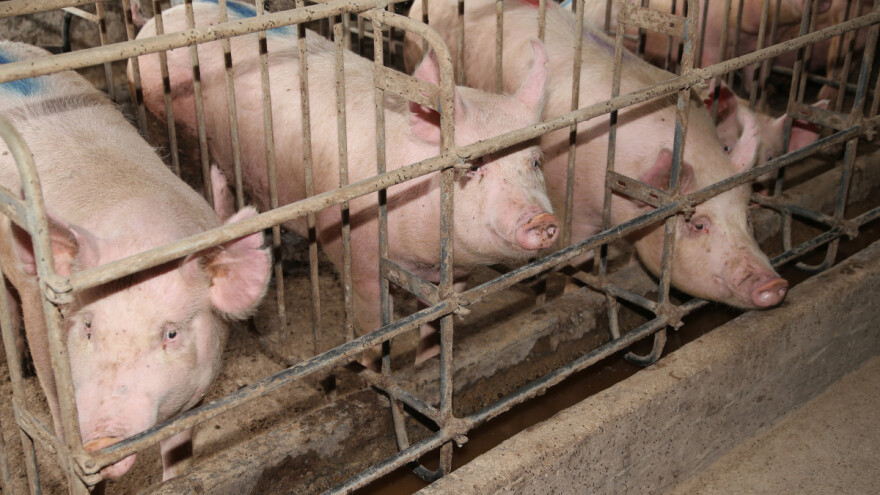 Slabija ponuda prasadi do 15 kg, dominantna cena teladi - 660 din/kg