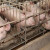 EU će usvojiti nova pravila o emisijama plinova s farmi svinja i peradi