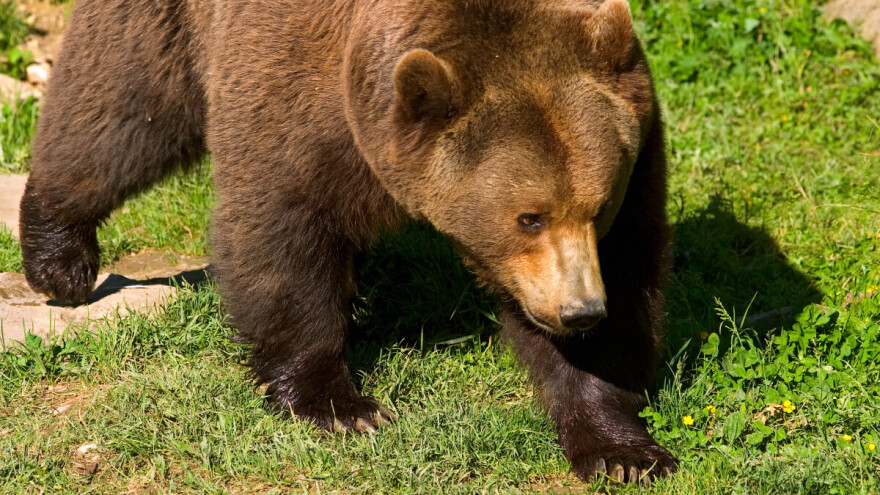 Na Zlatiboru ima 10 stalnih medveda