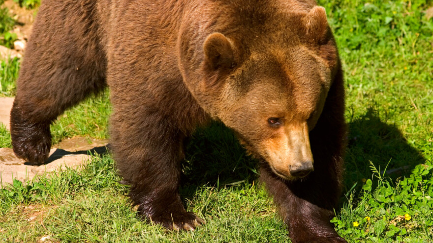 Medvjed hara fočanskim naseljem