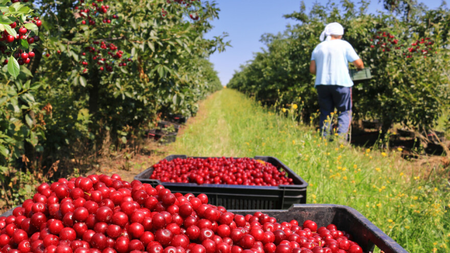 Rastu troškovi berbe voća i povrća zbog COVID-a