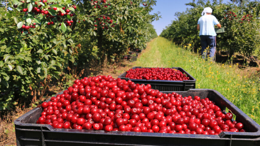 Za krčenje voćnjaka najveći krivci su političari, ali i pomodarstvo