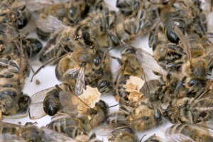 Bacili i spalili košnice - uništeno 600.000 pčela!