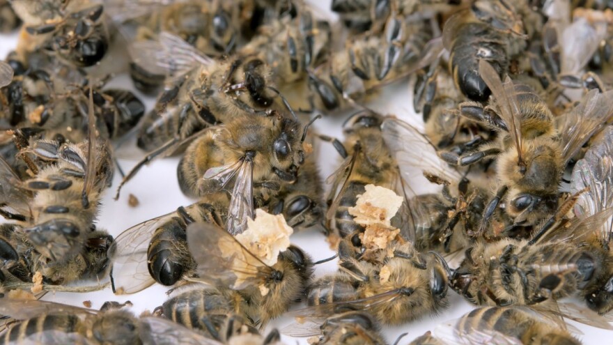 Bacili i spalili košnice - uništeno 600.000 pčela!