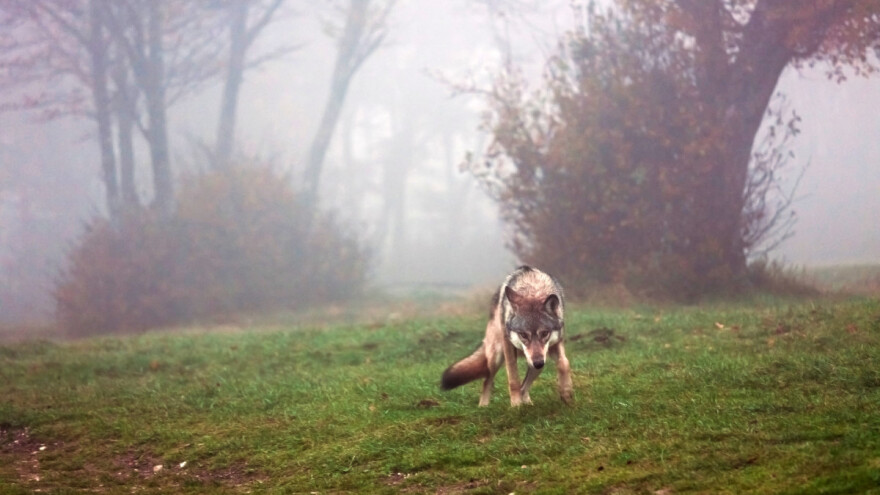 Čopor vukova "patrolira" naseljima oko Prijedora - stradala ovca