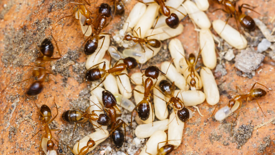 Invazivni vatreni mravi po prvi put naselili Evropu - opasni za ljude, životinje i usjeve