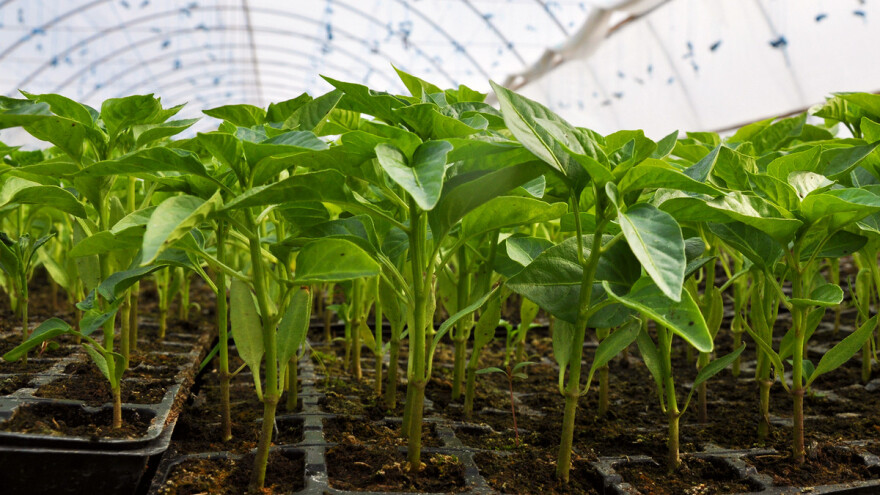 Zašto dolazi do žućenja i otpadanja listova presadnica paprike?