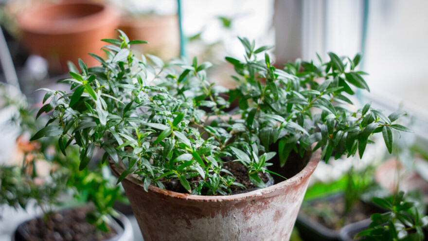 Može li se mirta uzgajati u kući?