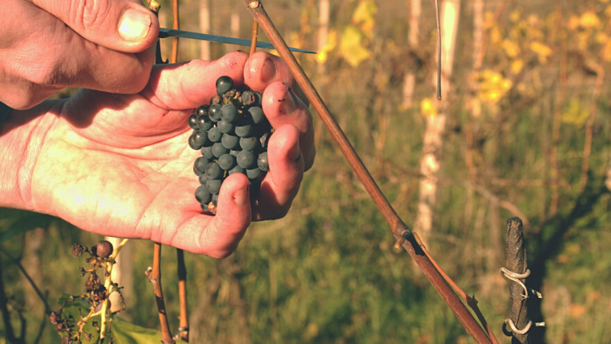 Proizvođači u integriranoj proizvodnji - na vrijeme se prijavite za stručni nadzor