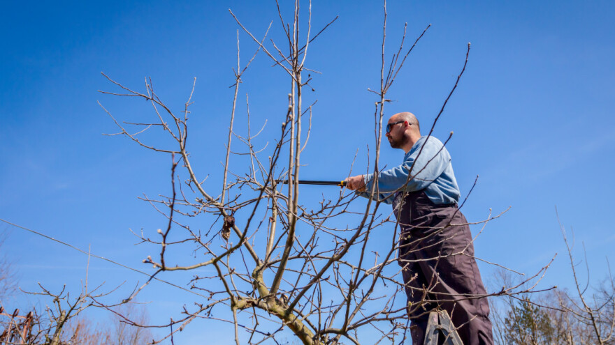Večita dilema rezača - koliko rodnih grana ostaviti?