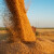 Na Produktnoj berzi rastu cene pšenice i soje