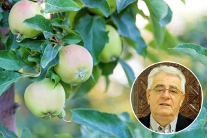 Do subote kiša, a zatim obilje sijanja Sunca - biljke ipak pošteđene temperaturnog stresa