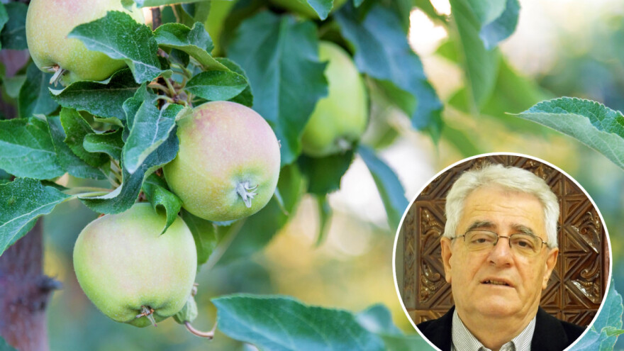 Do subote kiša, a zatim obilje sijanja Sunca - biljke ipak pošteđene temperaturnog stresa