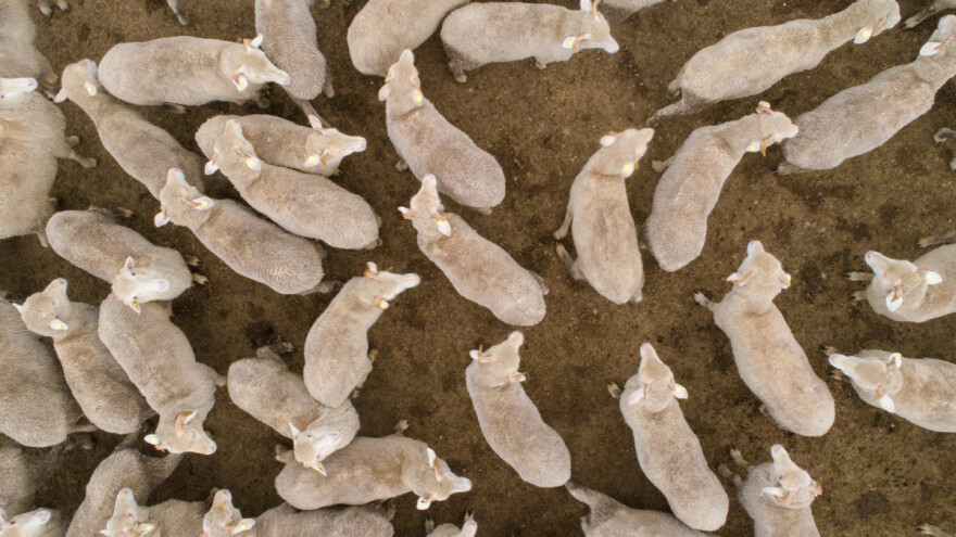 Opet ovce? Ovoga puta ispisale su posljednji pozdrav u obliku srca