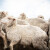 Kopa jamu za 3.000 ovaca - prisiljen da usmrti čitavo stado