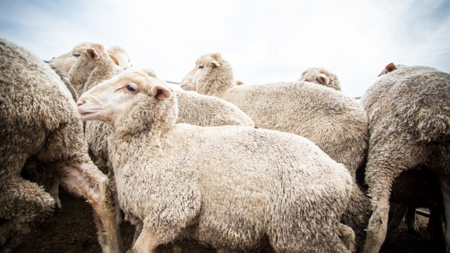 Kopa jamu za 3.000 ovaca - prisiljen je sve ih ubiti