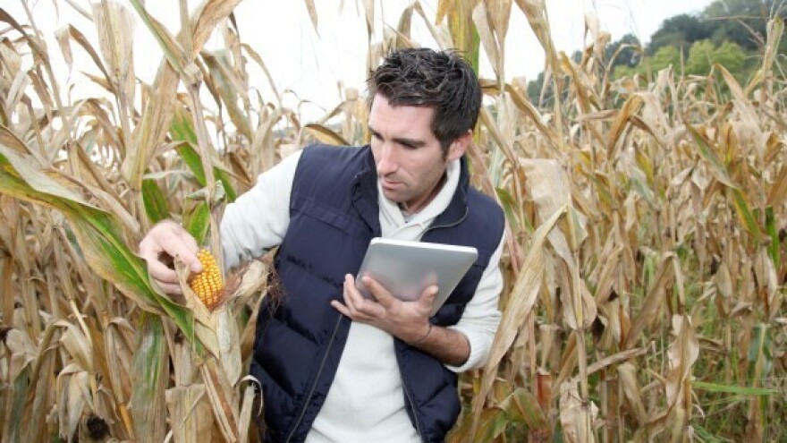 Suzbijanje korova na manjim površinama kukuruza!