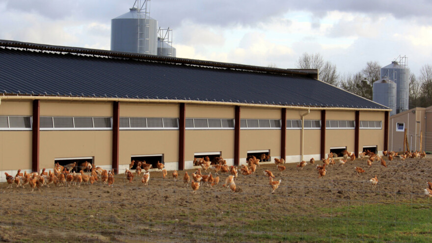 Stroža pravila za organski uzgoj životinja od 2022: Što donose?