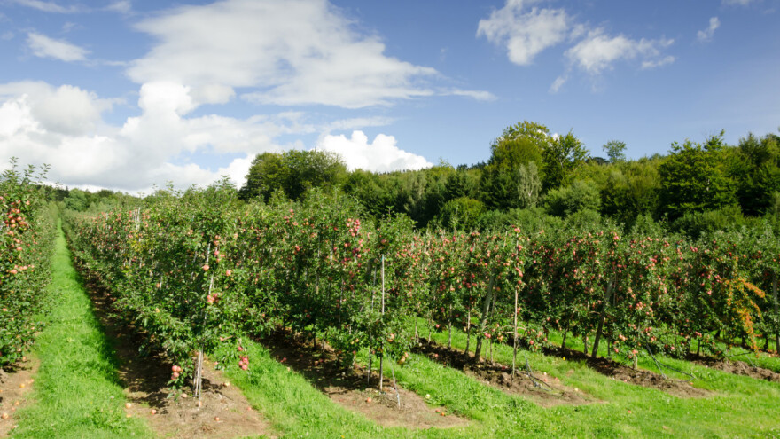 Koliki treba da bude razmak među voćem u amaterskim zasadima?