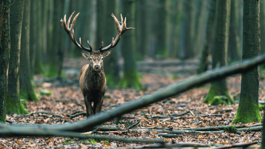 Jelen upao u rupu punu blata - izvlačili ga sat vremena