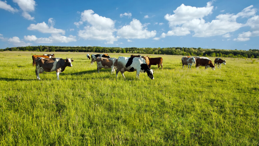 Ispaša u Vojvodini - put ka ekonomičnijem uzgoju stoke