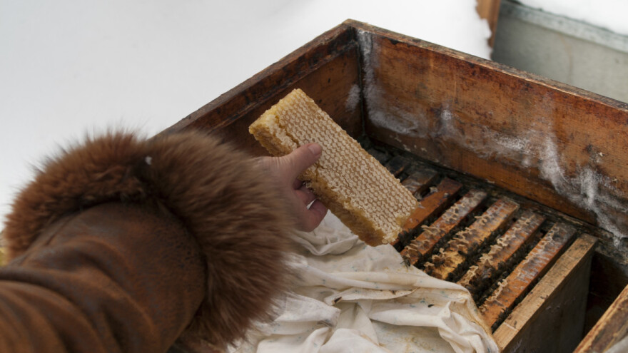 Januar u pčelinjaku - šta proveriti i obnoviti?