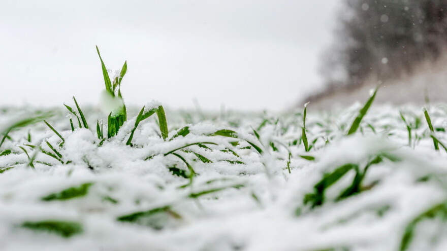 Ozimi usjevi Evrope u dobrom stanju?