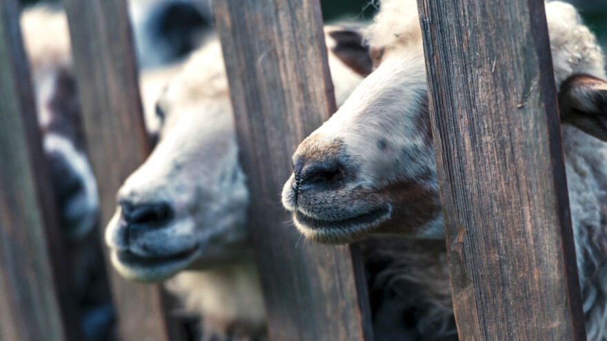 Stočar zanemarivao više od 220 ovaca - one usmrćene, a on kažnjen