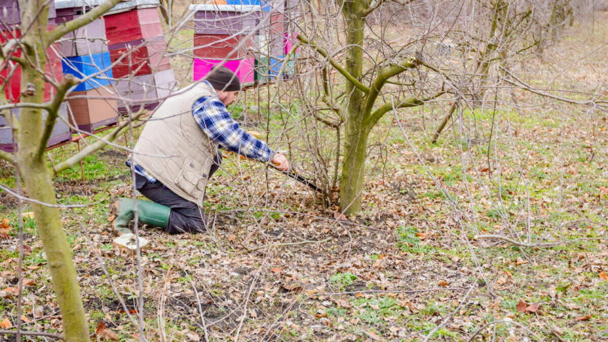 Kako sprečiti rast izbojaka iz stabala?