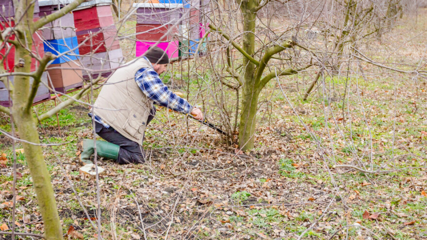 Kako spriječiti rast izbojaka iz stabala?