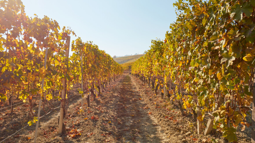 Jesenska obrada tla u vinogradu