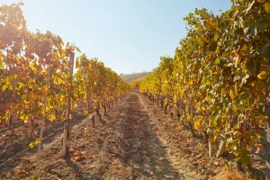 Počela berba grožđa na Hilandaru, banatski vinogradi u očajnom stanju