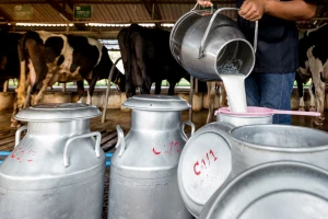 Farmeri ne pristaju na skromne ponude mljekara - aprilske fakture po novoj cijeni