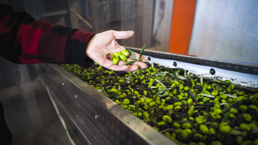 Drastičan pad cijene maslinovog ulja, Europska komisija odobrila program potpore