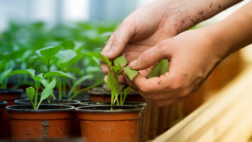 Lokvina: Na vrhu s najboljim ekološki certificiranim sjemenom, garantirano bez GMO