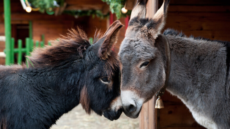 Konkurs za organsku stočarsku proizvodnju raspisan do kraja avgusta