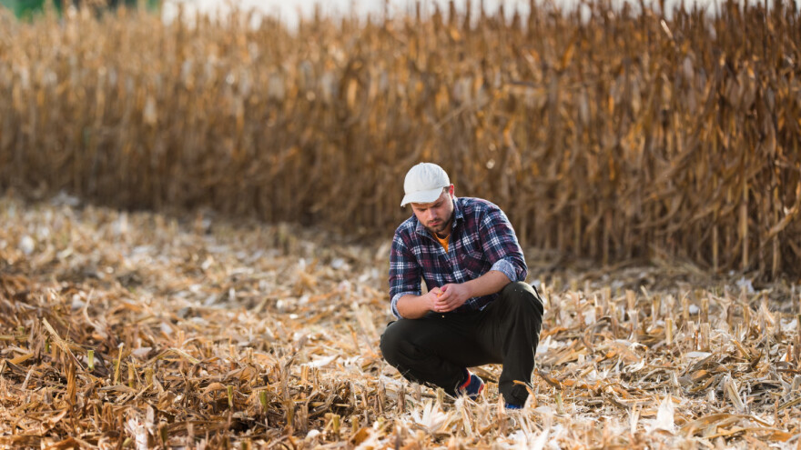 Više od pola sveta zavisi od tri žitarice - stižu nove vrste za ishranu stanovništva?